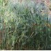 Семена вико-овсяная смесь сидерат, 1кг Семена вико-овсяная смесь сидерат, 1кг