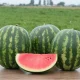 Насіння кавуна Борчанський, 0,5кг