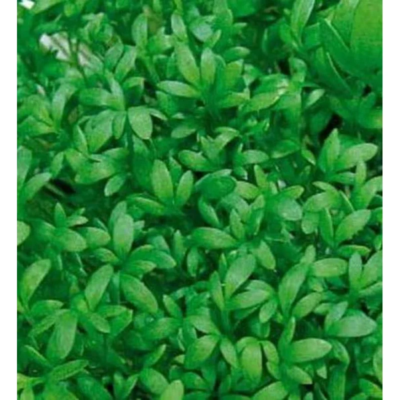 Насіння крес-салату Ажур, 100г