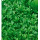 Насіння крес-салату Ажур, 100г