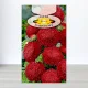 Семена айстри помпоннои Червонои, Roltico, Польща, 1г