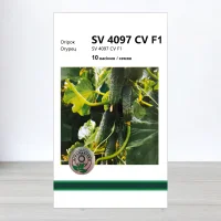 Семена огурца SV 4097 CV F1, АПГ Monsanto Holland BV, Нидерланди, 10 насинин
