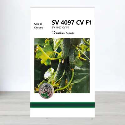 Семена огурца SV 4097 CV F1, АПГ Monsanto Holland BV, Нидерланди, 10 насинин
