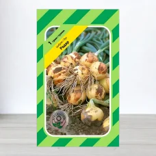 Насіння цибулі Радар, АПГ Bejo Zaden BV, Нідерланди, 1г