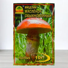 Гриб Мицелий Маслюки Звичайни, 10г
