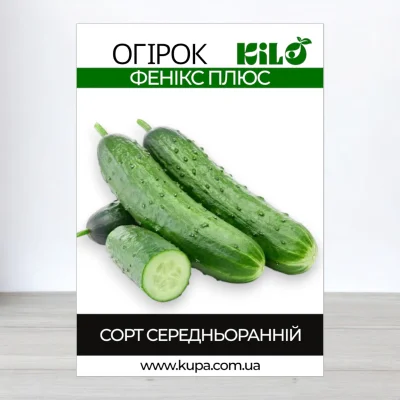 Насіння огірка бджолозапильного Фенікс Плюс, 100г