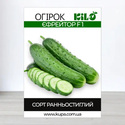 Насіння огірка партенокарпічного Єфрейтор F1, 100г
