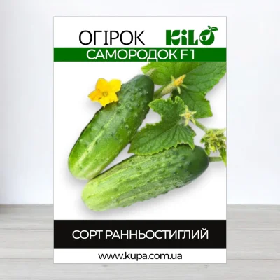 Насіння огірка бджолозапильного Самородок F1, 100г