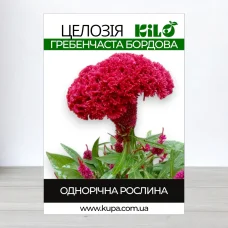 Семена целозии гребинчастои Бордова, 50г