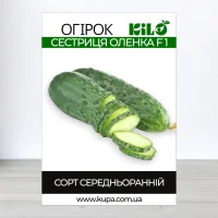 Семена огурца бджолозапильного Сестриця Оленка F1, 0,5кг