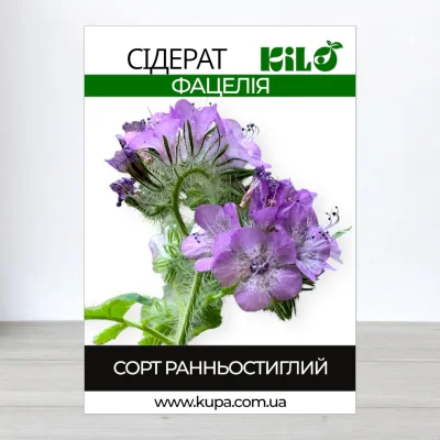 Насіння Фацелії, 1кг