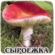 Гриб Мицелий Сироижка Харчова, 10г