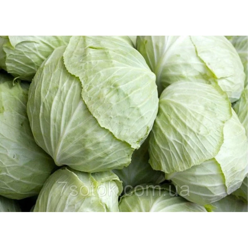 Насіння капусти Харківська Зимова, 0,5кг